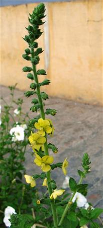Verbascum coromandelianum